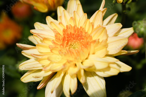 Fototapeta Naklejka Na Ścianę i Meble -  Yellow Chrysanthemum flower head macrophotography