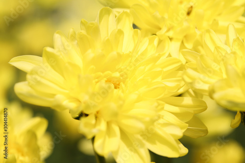 Yellow Chrysanthemum flower head macrophotography