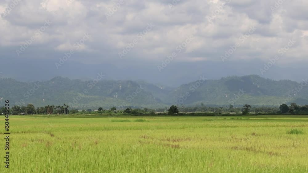Left to right pan shoot of paddy field and mountain behind and cloudy sky, Left to right pan shoot of paddy field and mountain behind and cloudy sky,