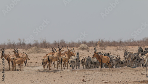 A herd of red hartebeest, Etosha national park, Namibia, Africa © Tim on Tour