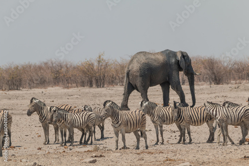 Elephants and zebras at the waterhole  Etosha national park  Namibia  Africa