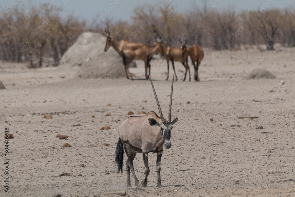 Oryx and other animals in the shrubland, Etosha national park, Namibia, Africa	