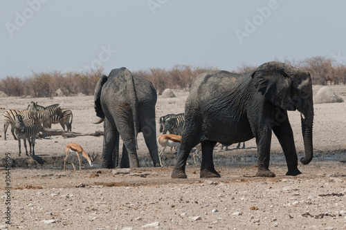 Elephant and Impalas and Zebras at the waterhole, Etosha national park, Namibia, Africa