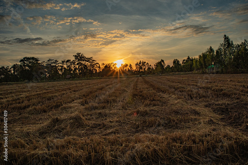 The sun was setting on the rice field after harvesting.