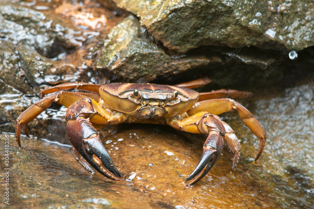 Ground crab, Mulshi, Maharashtra, India