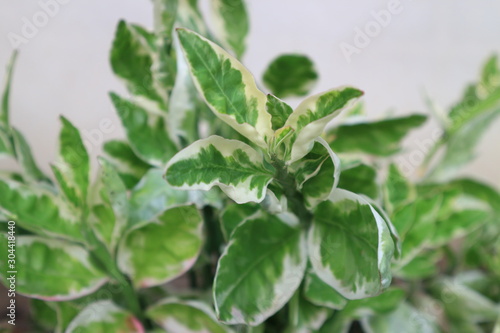 Wallpaper Mural greenleaves nature texture light beautiful Torontodigital.ca