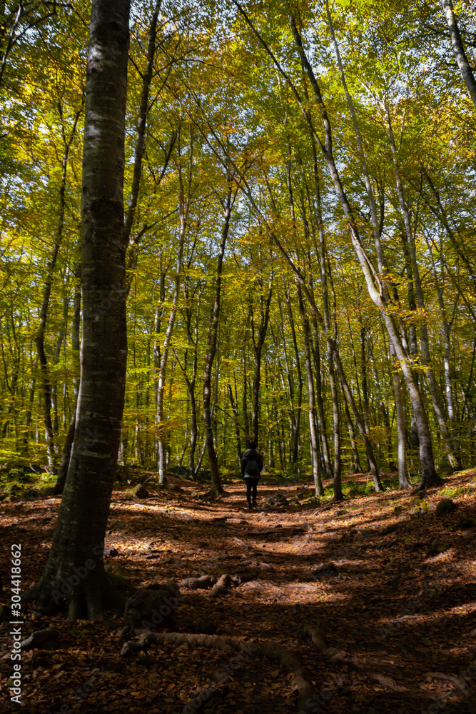 Walking through beech forest in autumn. Volcanic Nature Park. La Garrotxa, Spain. Walking through beech forest in autumn. Volcanic Nature Park. La Garrotxa, Spain.