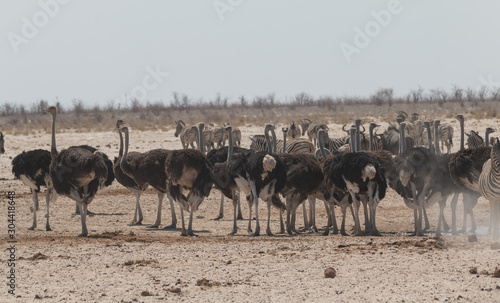 Common Ostrich in the Etosha park, Namibia, Africa