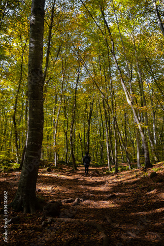 Walking through beech forest in autumn. Volcanic Nature Park. La Garrotxa  Spain.