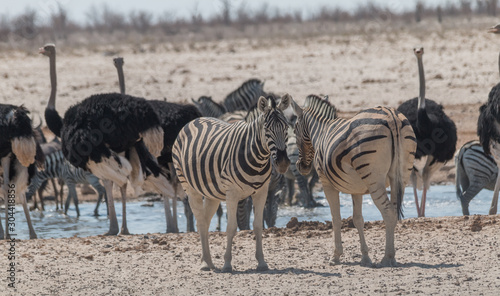 Fototapeta Naklejka Na Ścianę i Meble -  Burchells zebras and common ostrich at the waterhole, Etosha national park, Namibia, Africa