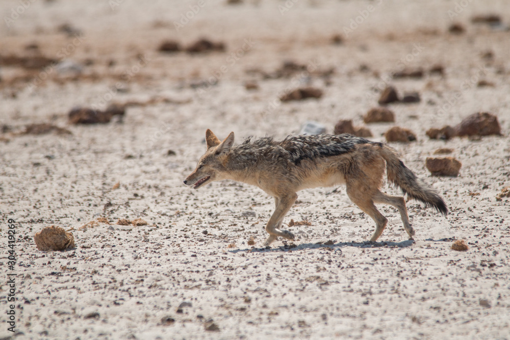 Black backed jackal walking to the waterhole through the dung of elephants, Etosha national park, Namibia, Africa Black backed jackal walking to the waterhole through the dung of elephants, Etosha national park, Namibia, Africa