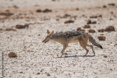 Black backed jackal walking to the waterhole through the dung of elephants, Etosha national park, Namibia, Africa