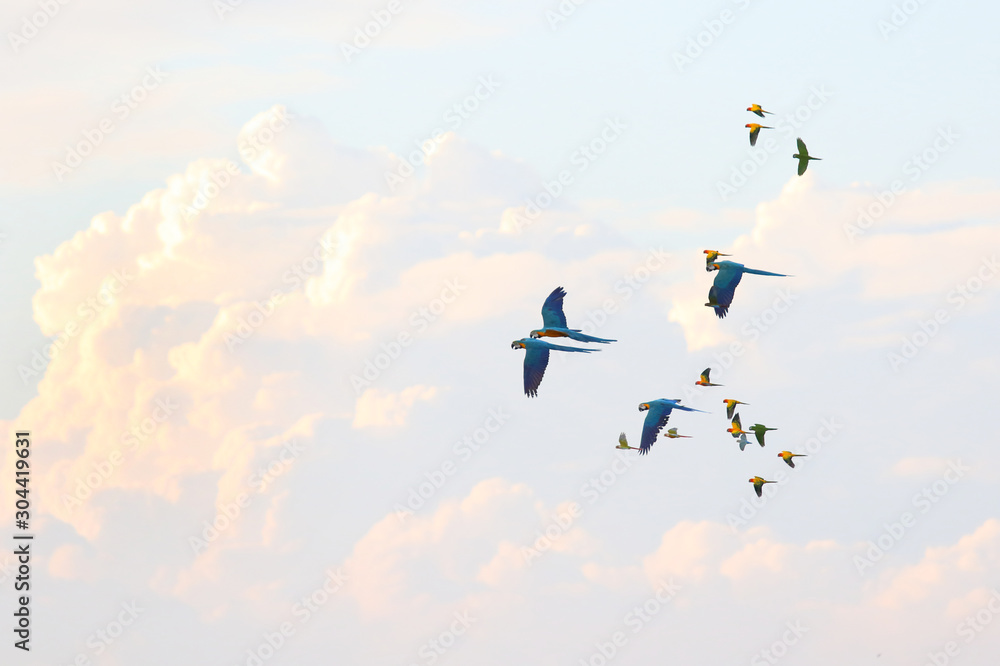 Colorful flock of parrot flying in the sky, Freedom concept Colorful flock of parrot flying in the sky, Freedom concept
