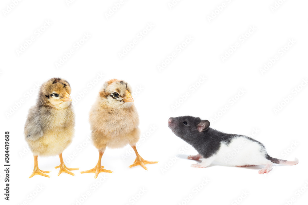 Fototapeta premium animals on white background
