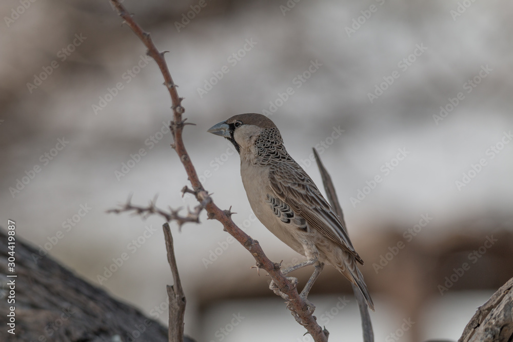 Sociable weaver bird on a branch, Etosha park, Namibia, Africa Sociable weaver bird on a branch, Etosha park, Namibia, Africa