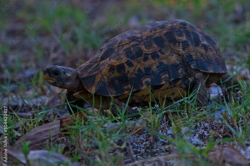 tortoise on grass tortoise on grass