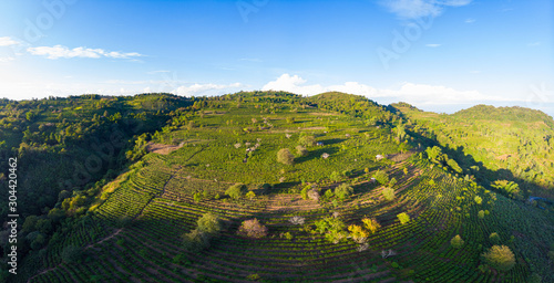 Unique aerial view of tea plantation on hill. Camelia green tea crops in row pattern. Clear blue sky, sunset light. Farmland in North Laos