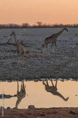 Giraffe at the waterhole during the sunset  Okaukuejo  Namibia  Africa