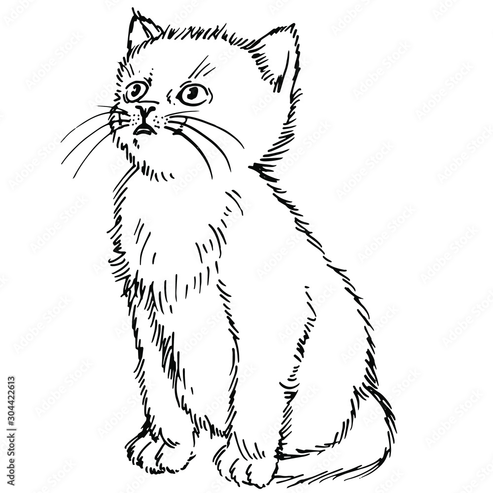 Hand drawn cat. Sketch kitten, kitty. Sketch ink illustration Hand drawn cat. Sketch kitten, kitty. Sketch ink illustration