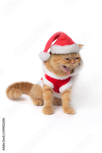 Scottish fold cat wearing red santa claus suit sitting and show fangs teeth. © pandpstock001
