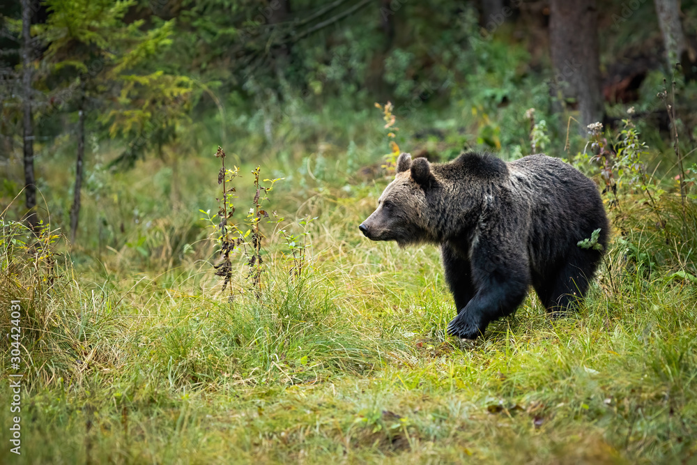 Fototapeta premium Female of brown bear, ursus arctos, observing the forest cover on the clearing and looking to the left of the camera. She-bear standing on the grassy ground in wilderness walking.