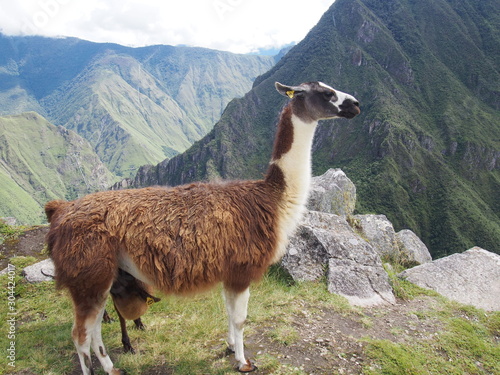 Llama standing with a spectacular view behind it  Ruins of Inca Empire city  Machu Picchu  Peru