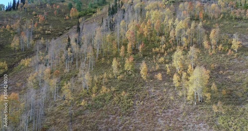 A rocky mountain aspen grove in fall colors, 4k 60fps, near Buena Vista Colorado photo