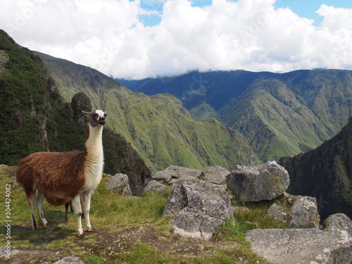 Llama standing with a spectacular view behind it, Ruins of Inca Empire city, Machu Picchu, Peru
