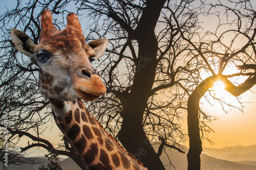 Giraffe on a background of cloudy sky at sunset.