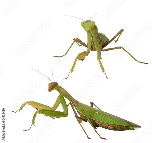 set of green mantis insects in different poses on a white background