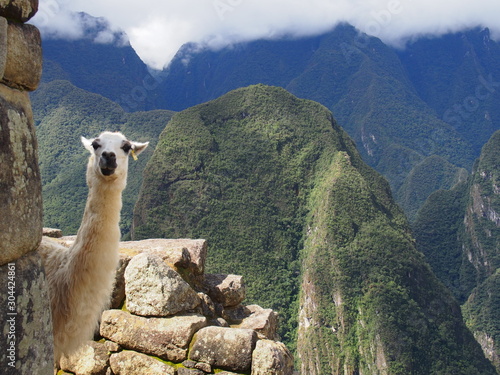 Llama peeking out from the wall of the ruins with a spectacular view behind it, Ruins of Inca Empire city, Machu Picchu, Peru