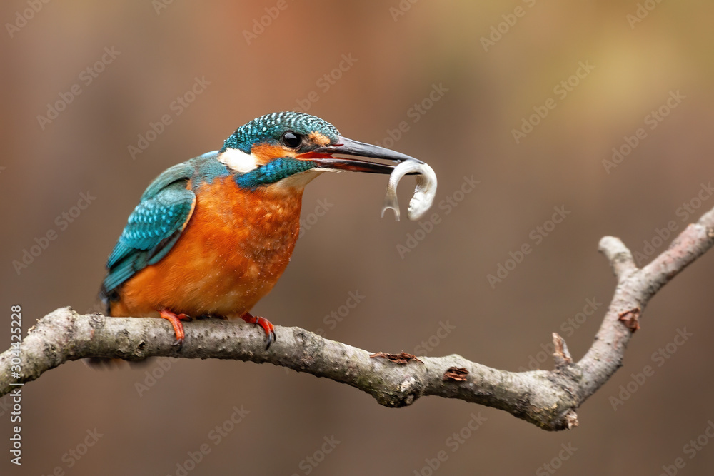 custom made wallpaper toronto digitalBeautifully coloured female of a kingfisher, alcedo atthis, sitting on a perch above the water and holding a little fish that she just caught looking to the right of camera.