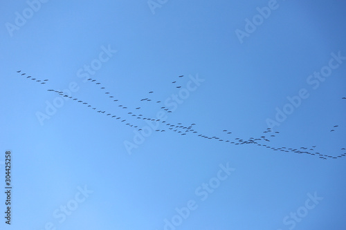 Many migratory birds fly to north at sunset