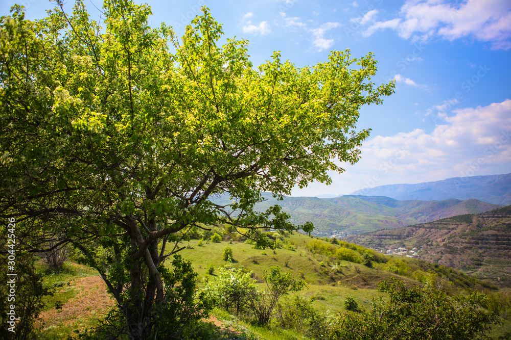 Mountain landscape with a beautiful tree Mountain landscape with a beautiful tree