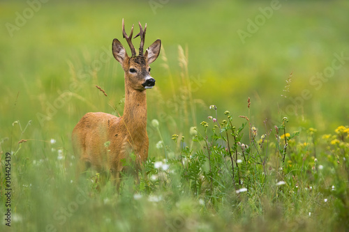 Murais de parede Elegant roe deer, capreolus capreolus, buck standing on a blooming meadow with flower in summer