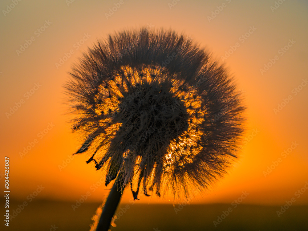 Dandelion in the sunset
