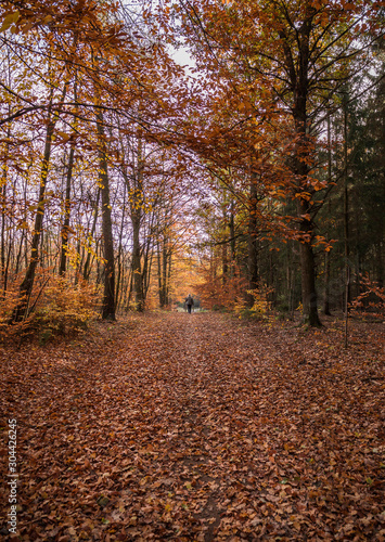 Path in the autumnal wall and a person on the horizon