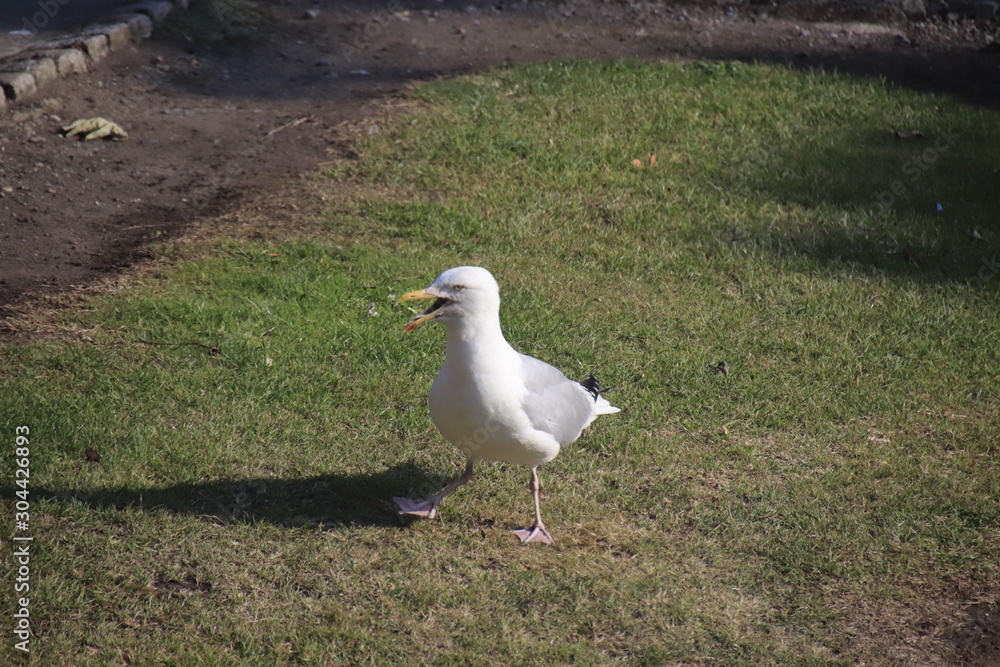 Fototapeta premium seagull on a post