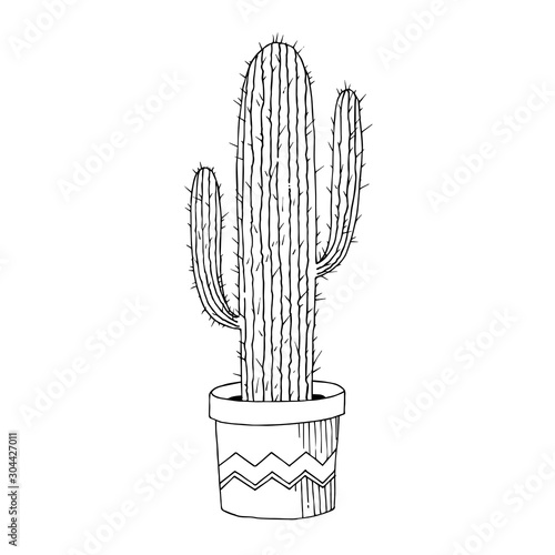 Vector Cacti floral botanical flowers. Black and white engraved ink art. Isolated cactus illustration element.