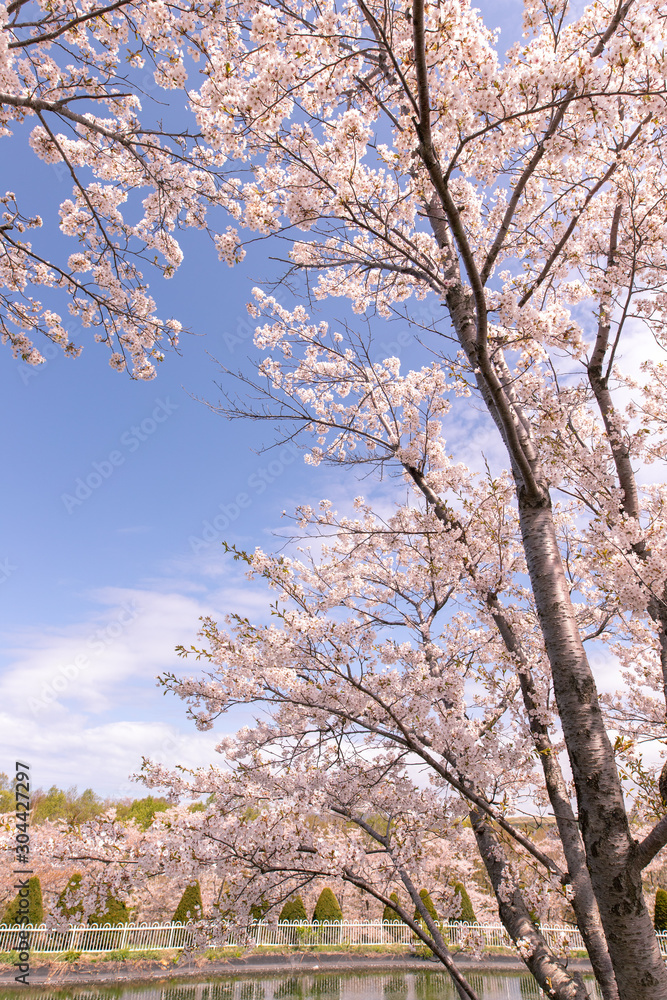 満開の桜　厚田村