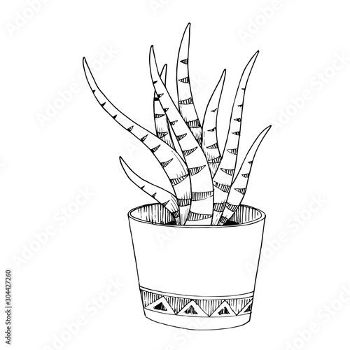 Vector Cacti floral botanical flowers. Black and white engraved ink art. Isolated cactus illustration element.
