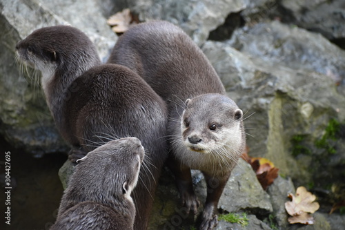 Cute and adorable asian short clawed otters at the zoo