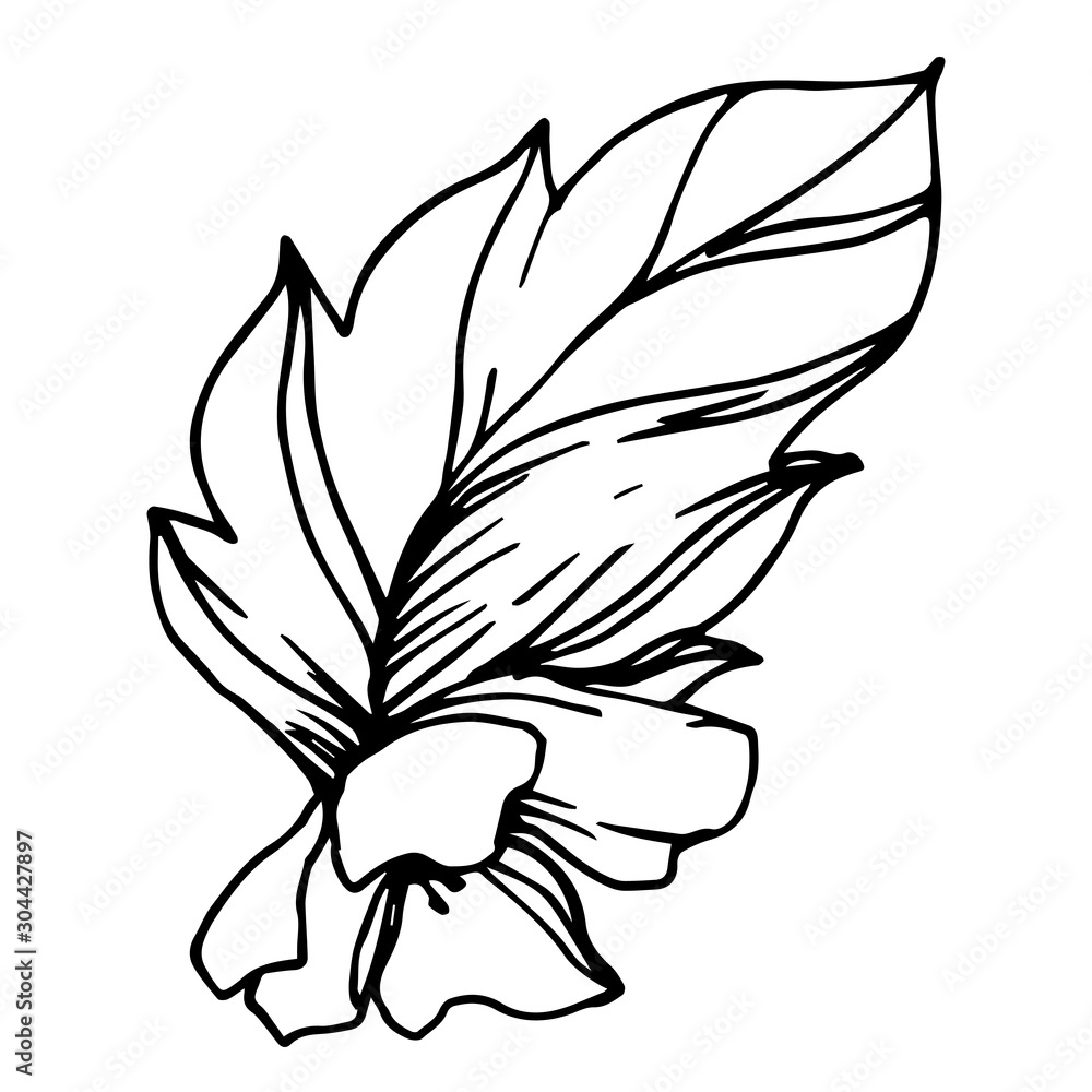 Vector Strawberry leaf. Black and white engraved ink art. Isolated leaf illustration element.