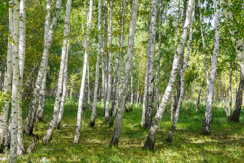 Green summer birch forest background texture