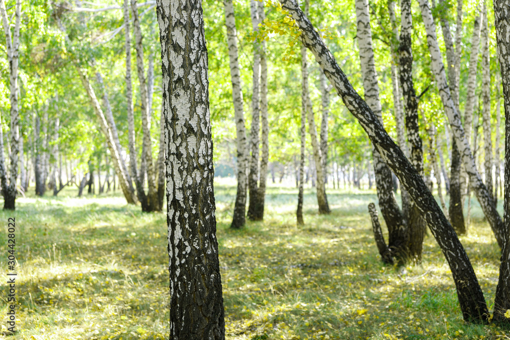 Naklejka premium Green summer birch forest background texture