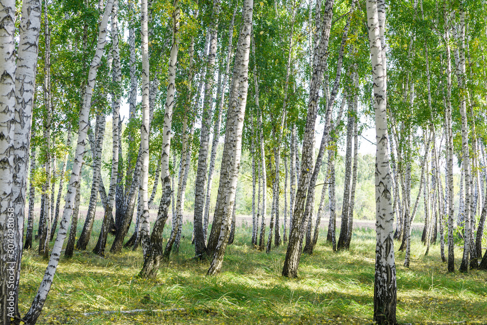 Naklejka premium Green summer birch forest background texture
