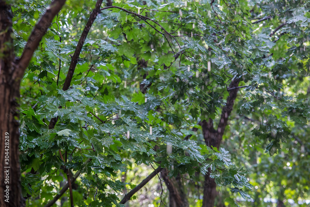 Fototapeta premium rain on wet maple leaves