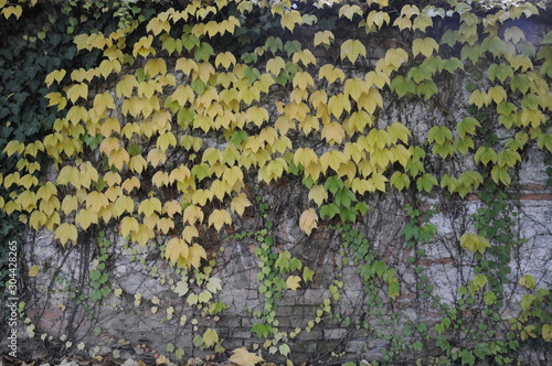 Edera in autunno, foliage photo
