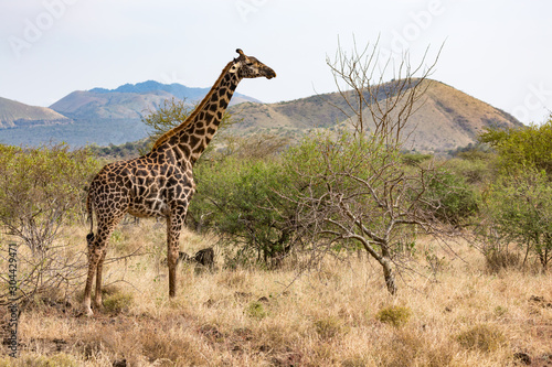 Giraffe in africa savanna of Kenya