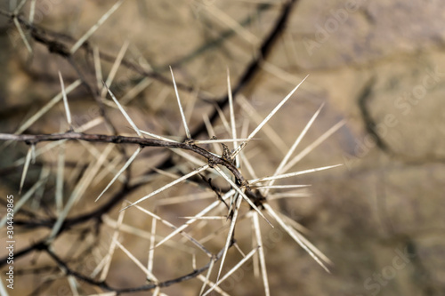 a branch of sharp and long thorns with dark background  © Ali Magsi
